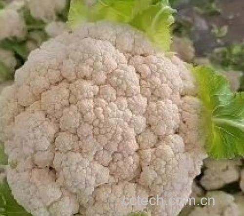 松花菜实物图