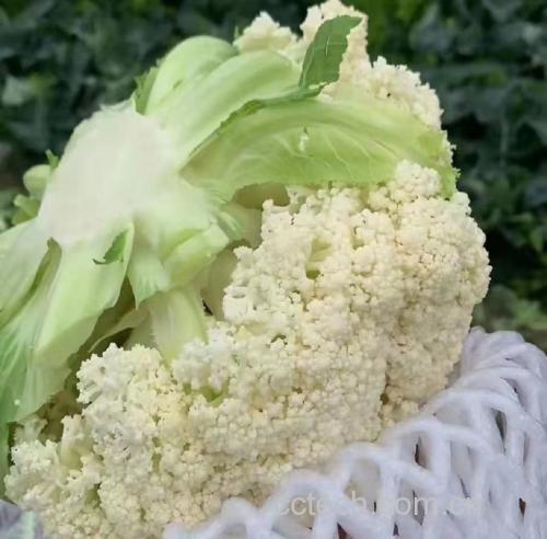 松花菜烹饪成品图