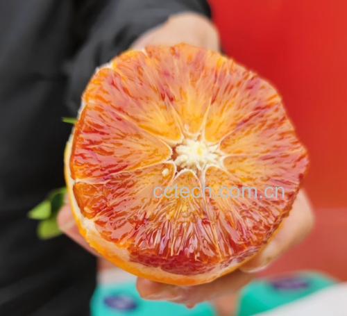 一位营养师正在实验室显微镜前分析血橙提取物样本，旁边摆放着试管和数据图表