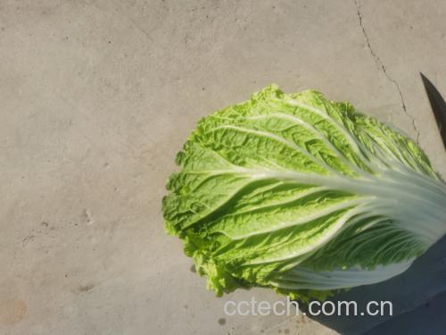 厨房中切好的黄心白菜准备烹饪