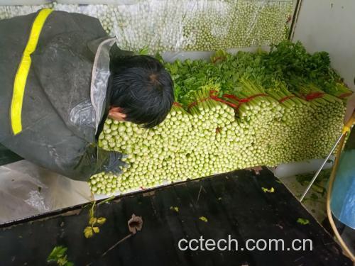 皮肤点刺试验示意图