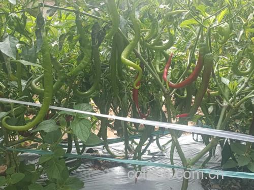 线椒植株与不同品种果实对比图