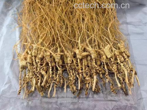林下参的生长环境