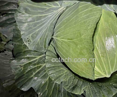 不同包菜的烹饪场景图