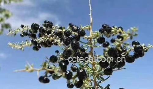 黑枸杞植株与果实特写