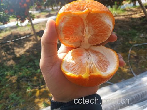 沃柑切面特写图