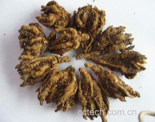 干燥白茅根药材特写