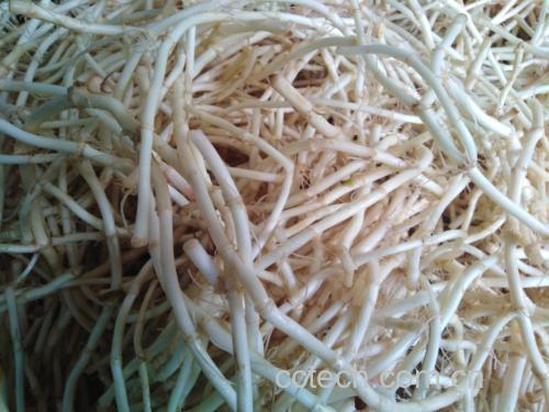 鱼腥草根与白茅根对比图