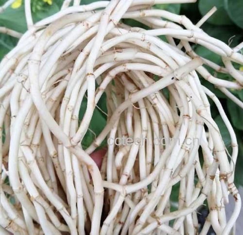 鱼腥草植株与根茎特写