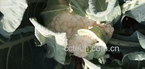 菜花植株整体图