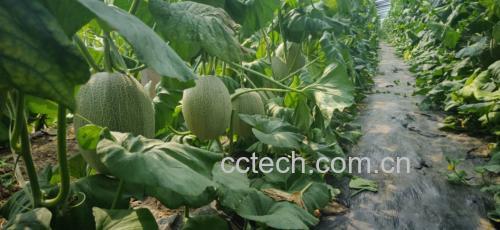 哈密瓜种植地的土壤与植株实景图
