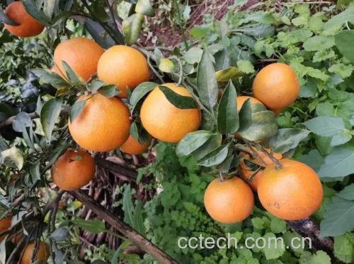 一位营养师正在实验室分析柑橘类水果样本