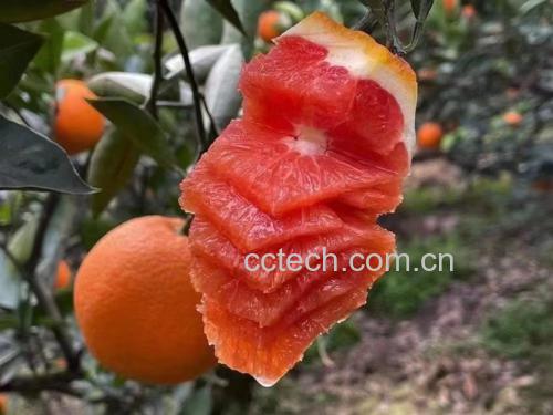 冰糖橙与脐橙对比图