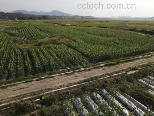 丰收季节的甜玉米农田与远处的现代化罐头加工厂俯瞰图