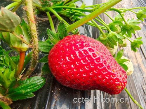 红颜草莓与宁玉草莓植株对比图