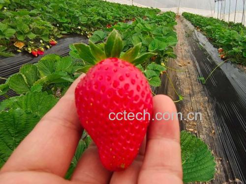 成熟红颜草莓与宁玉草莓果实对比图