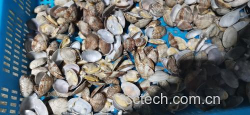 市场中新鲜花蛤的特写展示
