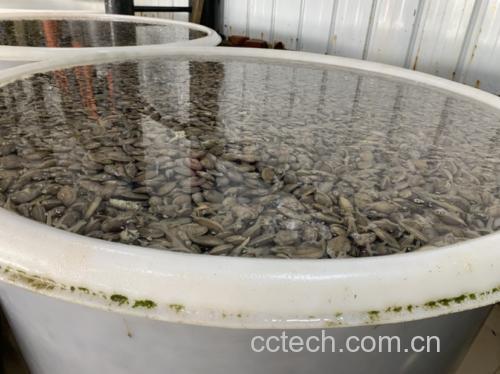 花蛤在浅海滩涂中的自然生长环境