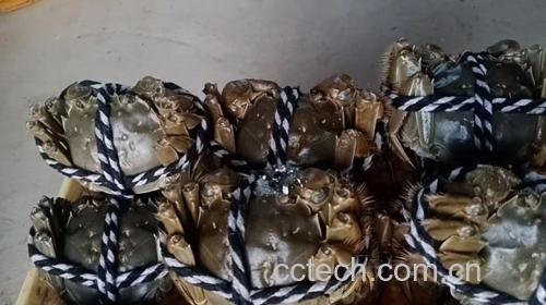 远海梭子蟹在市场中被挑选