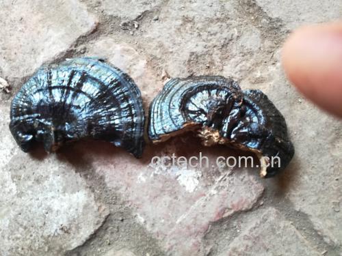 赤灵芝子实体与赤灵芝粉对比图