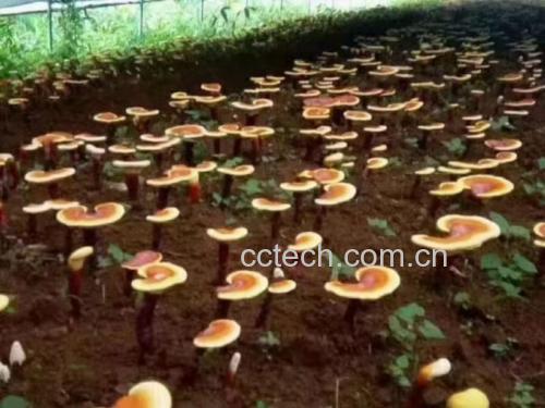 现代化灵芝孢子粉生产车间场景