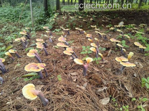 优质赤灵芝段木栽培实景图