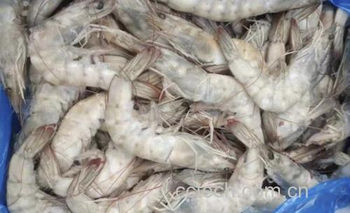 蒜蓉粉丝蒸白对虾成品图