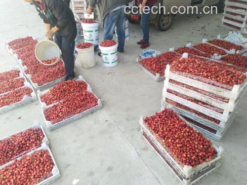 先锋樱桃采摘与食用场景