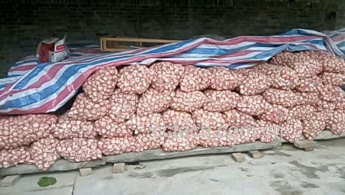 白皮蒜在控湿储藏架上整齐摆放