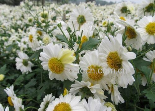 野菊花田间生长实景