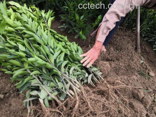 金桔植株移植过程示意图