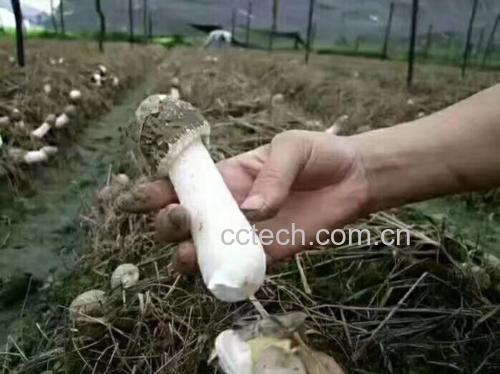 新鲜长裙竹荪整体特写