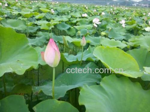 磨皮湘莲种植环境