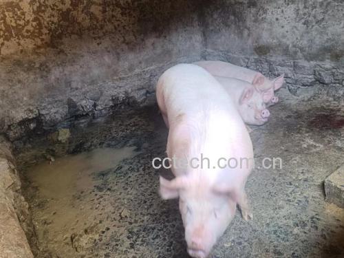 活猪被非法注水的现场