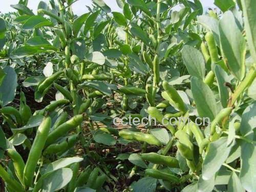 蚕豆植株与成熟豆荚特写