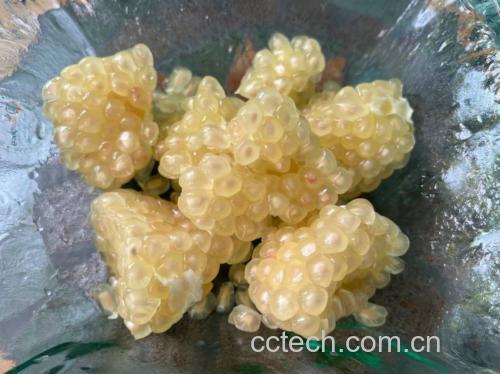 石榴籽用于烘焙或装饰的图片
