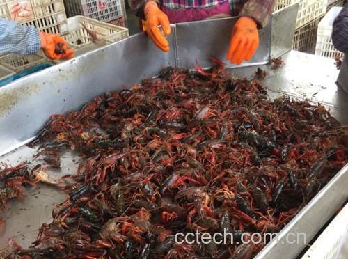 厨师正在清洗和处理新鲜小龙虾