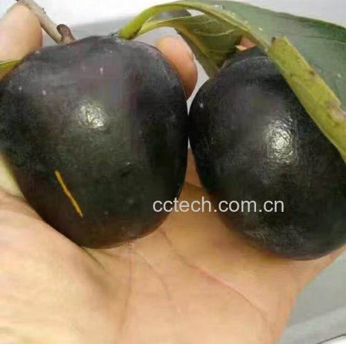 柿子果肉轻微发黑