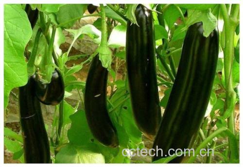 茄子植株与果实特写
