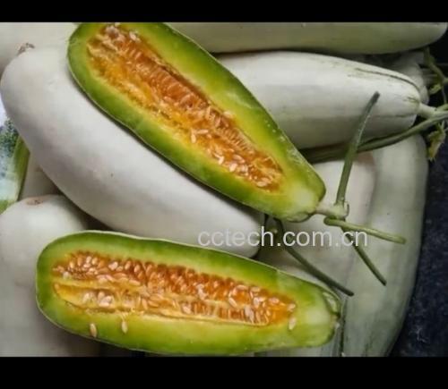 茄子剖面特写