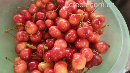 樱桃豆浆饮品示意图