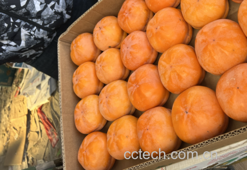 橙子存放不同时间的变化