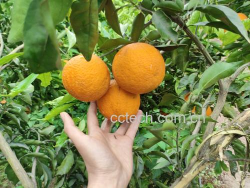 青橙与成熟橙子对比图