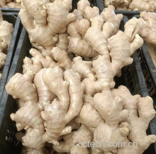 葱根、生姜与红糖的特写展示