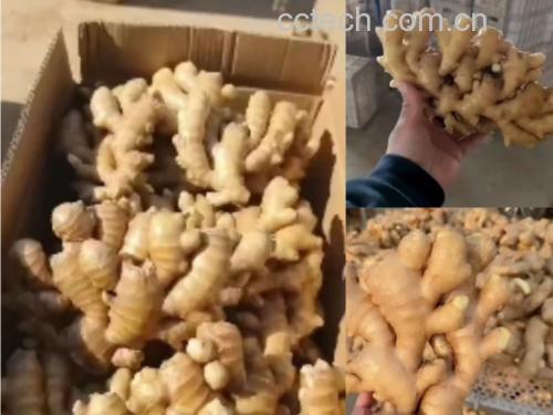 小黄姜与子姜对比图