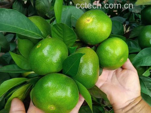 蜜橘果皮颜色对比