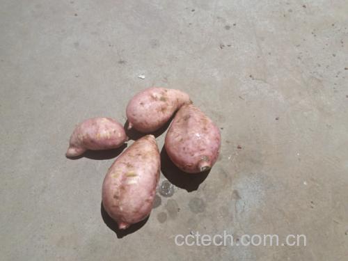 龙九薯地瓜多样烹饪成品拼盘