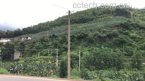 果园中的软籽石榴树挂满果实