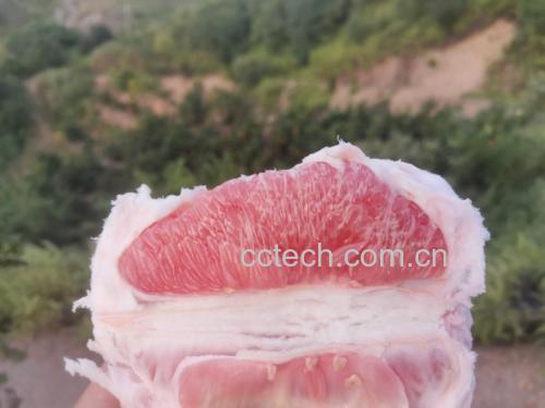 红心柚果肉切面特写