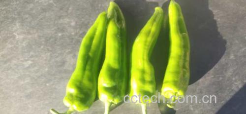 新鲜牛角椒与辅料摆放整齐